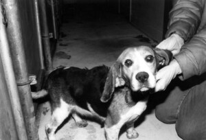 Last Chance for Animals Lauds Secretary Kennedy's Plan to Phase out FDA Animal Testing Requirements