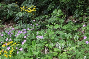 Native Plant Month Highlights Invasive Species Management Needs