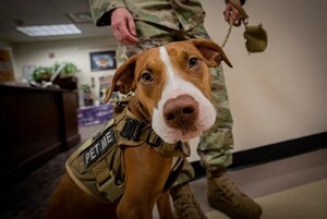 New Research to Examine the Impact of Service Dogs On Post Traumatic Growth in Veterans with PTSD